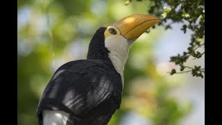 Twin Toucan Chicks Spread Their Wings