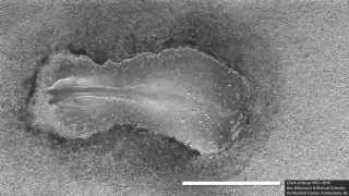 Early chick embryo development (somitogenesis)