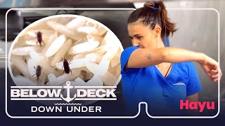 The first day back and there's maggots in the kitchen! | Season 3 | Below Deck Down Under