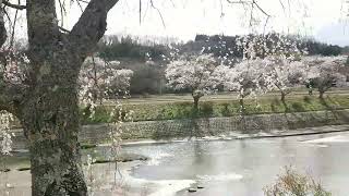 夏井千本桜  ～2022～