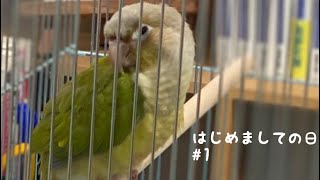 【ウロコインコ】よも日記 #1