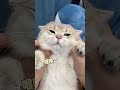 蛋爸有蛋蛋：吸貓前的儀式感：試問哪個成年人不好這壹口？？ #cat #shorts