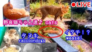 復活！何が来るかな？🐾【宮崎県Live24時間】【猫、タヌキ、イタチ、猿、野生動物 ライブカメラ】【cat and other wild animals in Japan】