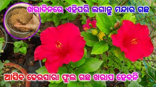 ଖରାଦିନରେ ଏହିପରି ଲଗାନ୍ତୁ ମନ୍ଦାରଗଛ ଆସିବ ଢେରସାରା ଫୁଲ ଗଛ ଖରାପ ହେବନି#hibiscuscare #fertilizerforhibiscus