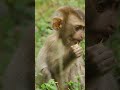 044 funny video monkeys on the tree with her baby amitb funnyvideos animals viralclips