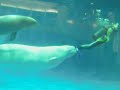 ダイバーを手助けするシロイルカ beluga pushes diver shimane aquarium