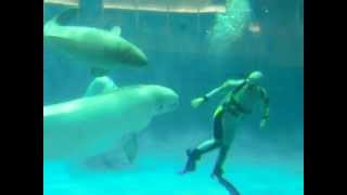 ダイバーを手助けするシロイルカ Beluga pushes diver, Shimane Aquarium