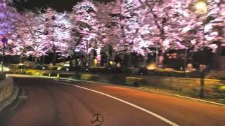 夜桜ライトアップ2013 -東京ミッドタウン さくら通り-