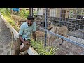 മരണം മുന്നിൽ കണ്ട നിമിഷം.. kangal dog challange.. leash talks