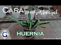 Cara Memperbanyak Kaktus Huernia Gampang banget