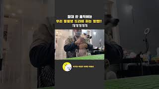 #이기명 #반갑다 #반려견미용 #강아지미용 #뚱보