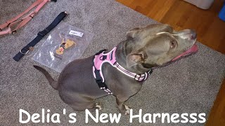 Honest Review Of The Rabbitgoo No Pull Dog Harness