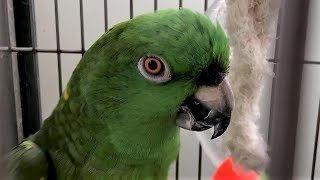 【ぶち切れ！】ボウシインコの怒り【八つ当たり】