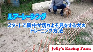 スタートで集中が切れてよそ見をする犬のトレーニング(スポーティングミックス★チノ)ワンフィンガースタートトレーニング-ルアーレーシング-Jolly’s Racing Farm