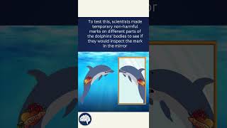 Countdown to Earth Day -  Dolphins Can Recognize Themselves in the Mirror