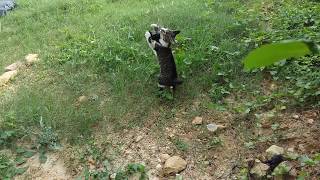 sedihnya...tengok apa kucing ni buat dengan anak ayam tu...