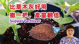 Tomatoes, peppers, and cucumbers do this, double the yield, Super Fertilizer in Kitchen 廚餘里的有機鉀肥