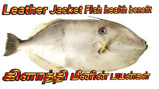 Leather jacket fish cutting and health benefit கிளாத்தி மீனின் நன்மைகள்