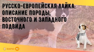 Русско-европейская лайка: описание породы, восточного и западного подвида