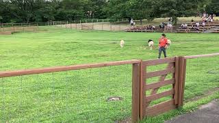 那須どうぶつ王国 牧羊犬のショー 2022.8.11