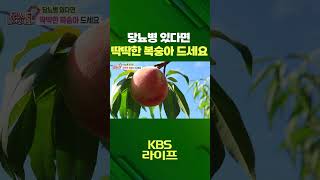 당뇨병이 있다면😥 딱딱한 복숭아를 드세요!🍑 [무엇이든 물어보세요] | KBS 방송