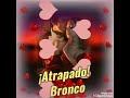 atrapado bronco