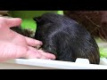 【モルモット】プチ動画 まったり日常 no.205 relaxed daily life【kawaii guineapig】