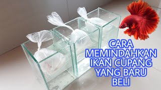 TIPS CARA MEMINDAHKAN CUPANG YANG BARU BELI