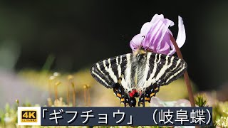 スプリングエフェメラル里山の「ギフチョウ」（福井県）