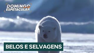 Homem do Gelo: conheça os animais que vivem a 40 graus negativos