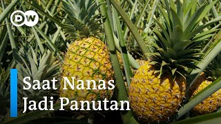 Perkebunan Nanas di Lampung Berhasil Jadi Industri Bebas Limbah | DW Ecofrontlines