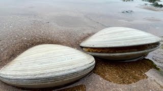 Big clams popped up on the beach, and Niu Niu exploded again today!