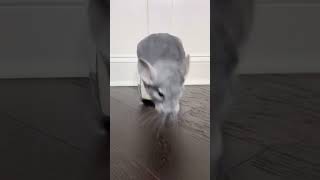 いたずらネズミ！ハムスター！粉の瓶にジャンプ【かわいい動物Tiktok動画】 #shorts #tiktok