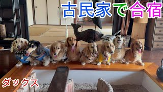 初めて古民家で合宿をしたよ！ ミニチュアダックスフンド 多頭飼い ３歳／１歳【ちゃんねるナッツ】vol.223