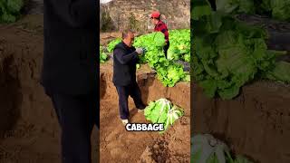 Farmers in China harvest sweet potatoes by turning sacks🤯 #short #farmer #harvest #sweet #facts