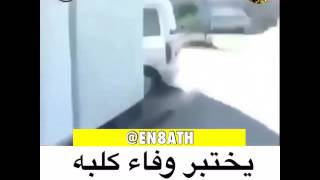 انظر لوفاء الكلب