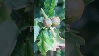 A few words about Plant Galls #galls #oak #rose