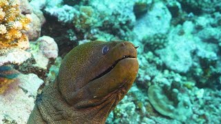 Diving in The Islands of Tahiti