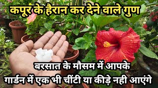 कपूर के हैरान कर देने वाले गुण पाए पौधों में/Kapur Ke Fayde Plants Me/How To Use Camphor For Garden