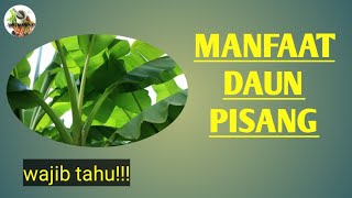 Manfaat daun pisang bagi kesehatan || 1001 Manfaat