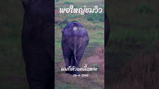 มุมมองด้านหลัง พ่อใหญ่ชมวิว หรือพลายเบี่ยงใหญ่ #พลายชมวิว #ช้างป่า #ช้างเขาใหญ่
