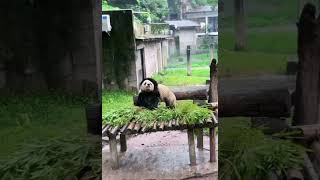 大可子费妈头子，没有一刻是消停的！ #panda #大熊貓