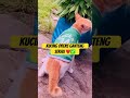 Kucing orens#cat#shorts