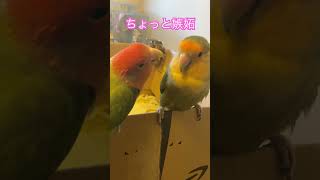 ちょっと嫉妬 #コザクラインコ #小鳥 #インコ #小動物