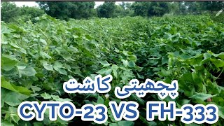 Cotton varieties comparison in late sowing| best cotton variety seed | early maturing cotton variety