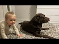 Baby Reacts Jealously as Sister Kisses His Retriever