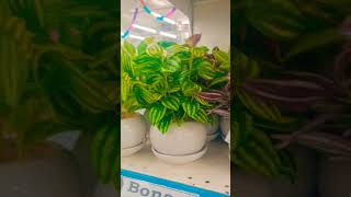 #D-mart#plants#short#ytshorts#