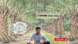 తెలంగాణ  special ఈత కళ్ళు దావత్ || ఈత వనం || Eetha Kallu #Ethakallu #naturaldrink #kallu