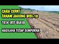 CARA TANAM JAGUNG BISI-18 TANPA OLAH TANAH