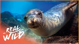 The Most Popular Marine Mammal Habitat In The World | Wild America